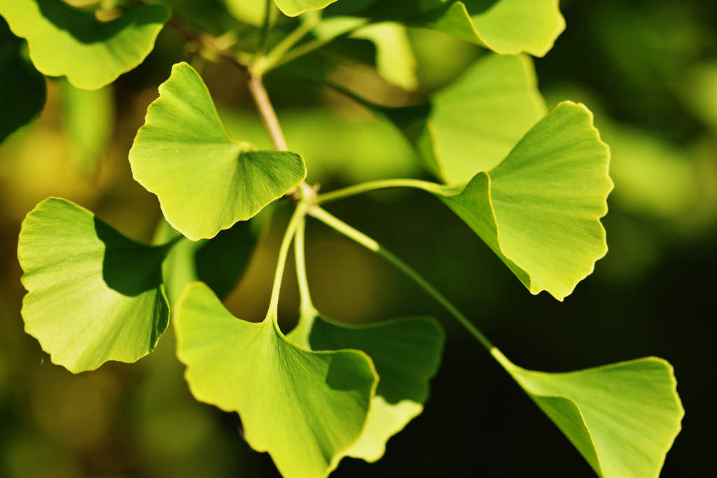 Fan-shaped ginkgo leaves.