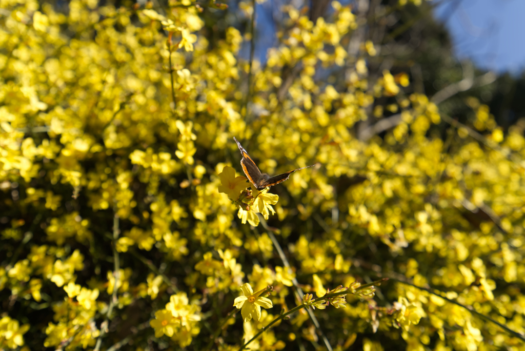 A bumblebee or honeybee pollinating Winter Jasmine - Jasminum nudiflorum.